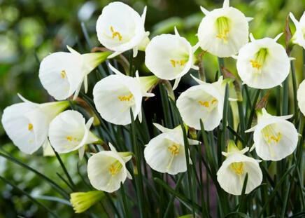 Narcis 'White Petticoat' - Narcissus bulbocodium 'White Petticoat'