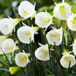 Narcis 'White Petticoat' - Narcissus bulbocodium 'White Petticoat'