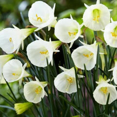 Narcis 'White Petticoat' - Narcissus bulbocodium 'White Petticoat'