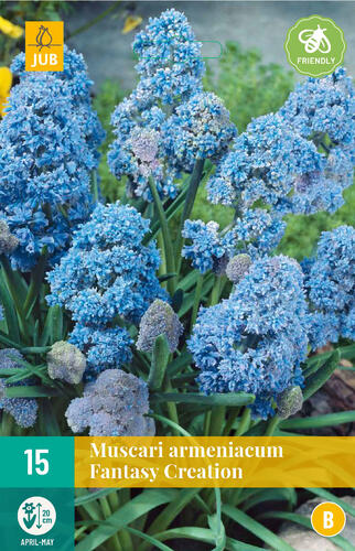 Modřenec arménský 'Fantasy Creation' - Muscari armeniacum 'Fantasy Creation'