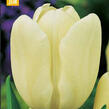 Tulipán Triumph 'Creme Fraiche' - Tulipa Triumph 'Creme Fraiche'