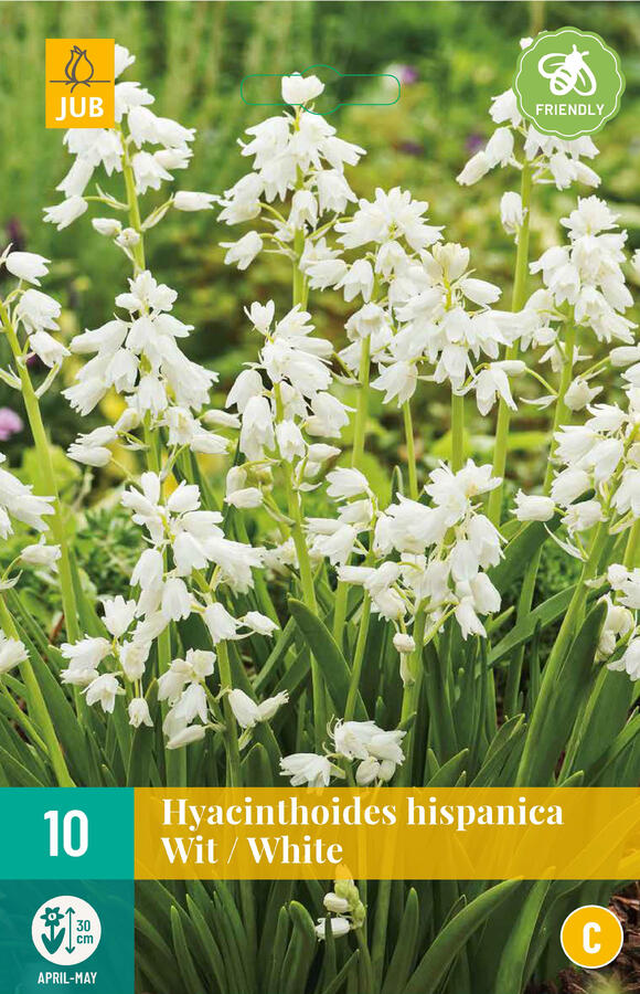 Hyacintovec španělský 'White' - Hyacinthoides hispanica 'White'