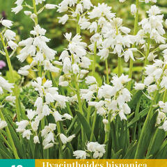 Hyacintovec španělský 'White' - Hyacinthoides hispanica 'White'