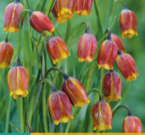 Řebčík - Fritillaria uva-vulpis