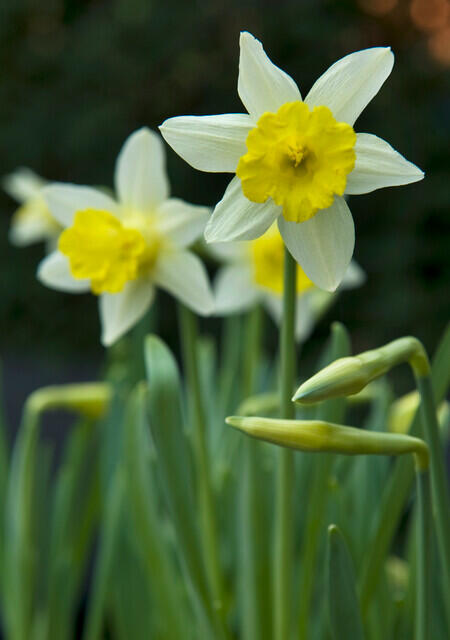 Narcis 'Topolino' - Narcissus 'Topolino'