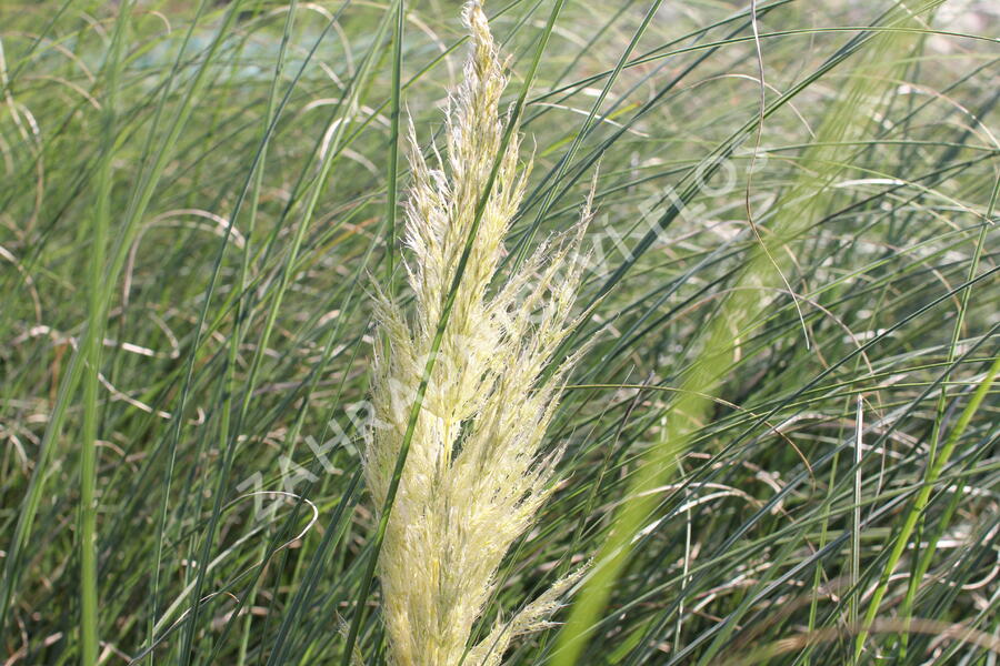 Pampová tráva 'Evita' - Cortaderia selloana 'Evita'