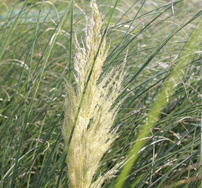 Pampová tráva 'Evita' - Cortaderia selloana 'Evita'