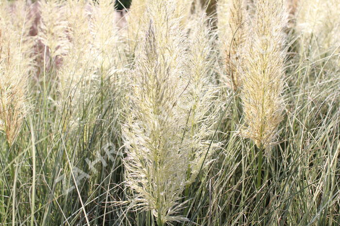 Pampová tráva 'Esperanta' - Cortaderia selloana 'Esperanta'