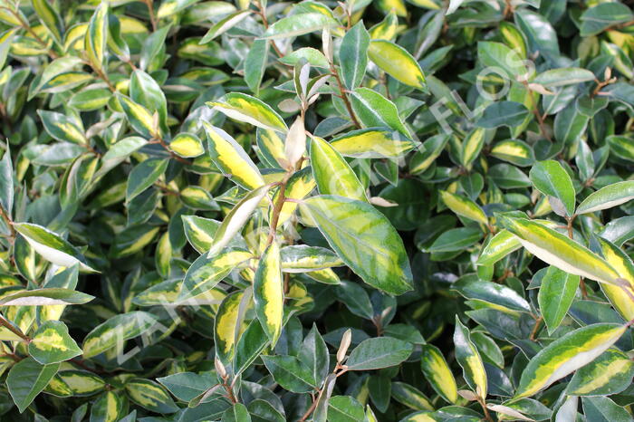 Hlošina Ebbingeova 'Limelight' - Elaeagnus x ebbingei 'Limelight'