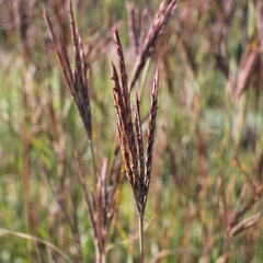 Vousatice 'JS Purple Konza' - Andropogon hallii 'JS Purple Konza'