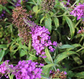 Motýlí keř, Komule Davidova 'Summer Bird Blue' - Buddleja davidii 'Summer Bird Blue'