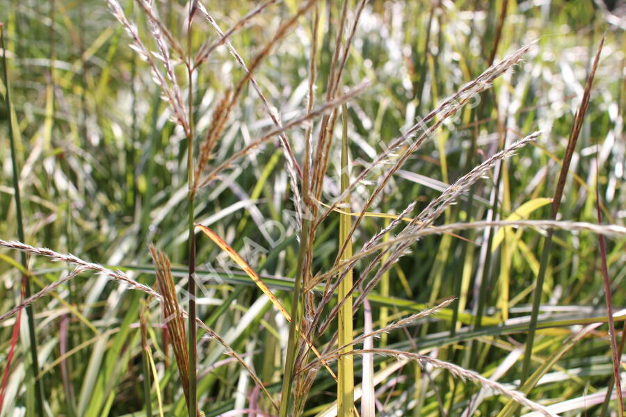 Ozdobnice čínská 'Ruby Cute' - Miscanthus sinensis 'Ruby Cute'