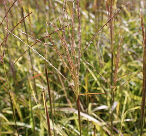 Ozdobnice čínská 'Navajo' - Miscanthus sinensis 'Navajo'