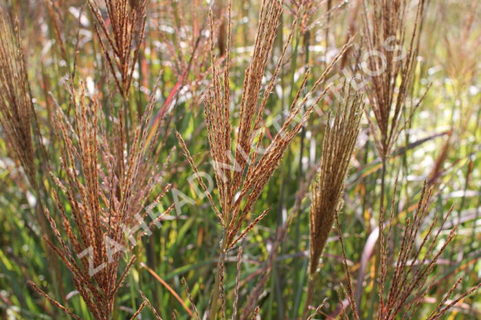 Ozdobnice čínská 'Neil Lucas' - Miscanthus sinensis 'Neil Lucas'