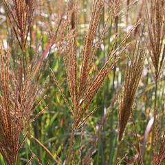 Ozdobnice čínská 'Neil Lucas' - Miscanthus sinensis 'Neil Lucas'