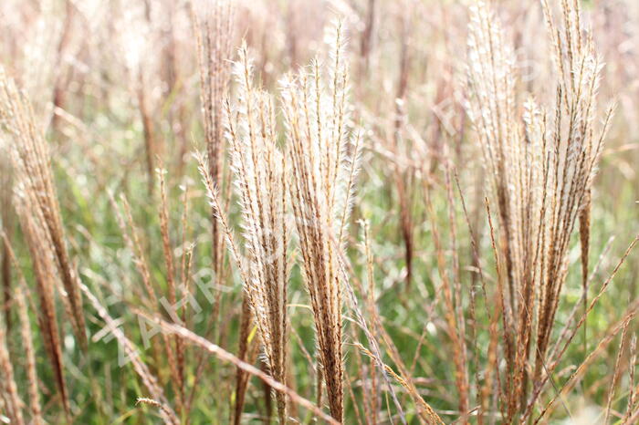 Ozdobnice čínská 'Kleine Silberspinne' - Miscanthus sinensis 'Kleine Silberspinne'