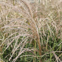 Ozdobnice čínská 'Kleine Fontäne' - Miscanthus sinensis 'Kleine Fontäne'