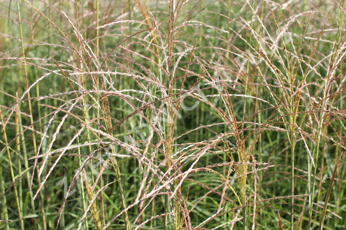 Ozdobnice čínská 'Undine' - Miscanthus sinensis 'Undine'