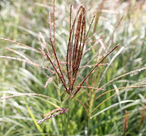 Ozdobnice čínská 'Silberspinne' - Miscanthus sinensis 'Silberspinne'