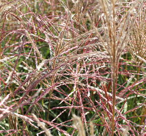 Ozdobnice čínská 'Ferner Osten' - Miscanthus sinensis 'Ferner Osten'