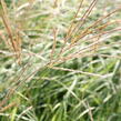 Ozdobnice čínská 'Adagio' - Miscanthus sinensis 'Adagio'