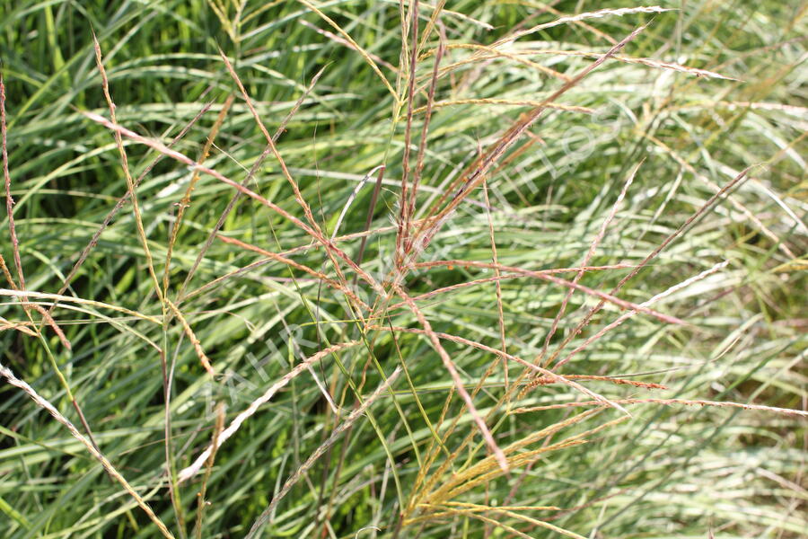 Ozdobnice čínská 'Adagio' - Miscanthus sinensis 'Adagio'