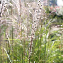 Ozdobnice čínská 'Africa' - Miscanthus sinensis 'Africa'