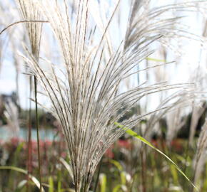 Ozdobnice čínská 'Memory' - Miscanthus sinensis 'Memory'