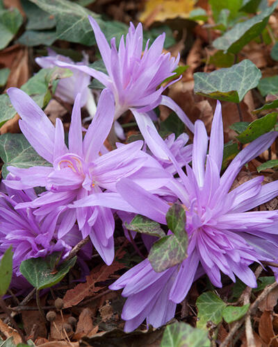 Ocún 'Waterlily' - Colchicum 'Waterlily'