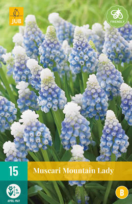 Modřenec 'Mountain Lady' - Muscari 'Mountain Lady'