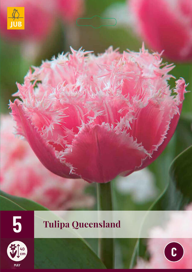 Tulipán třepenitý 'Queensland' - Tulipa Fringed 'Queensland'