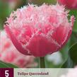 Tulipán třepenitý 'Queensland' - Tulipa Fringed 'Queensland'