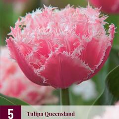 Tulipán třepenitý 'Queensland' - Tulipa Fringed 'Queensland'