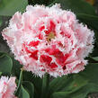 Tulipán třepenitý 'Queensland' - Tulipa Fringed 'Queensland'