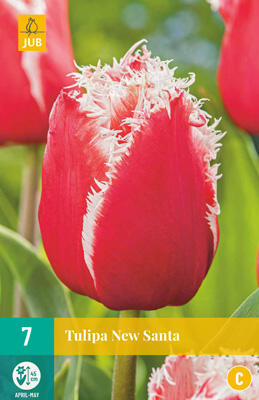 Tulipán třepenitý 'New Santa' - Tulipa Fringed 'New Santa'