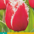 Tulipán třepenitý 'New Santa' - Tulipa Fringed 'New Santa'