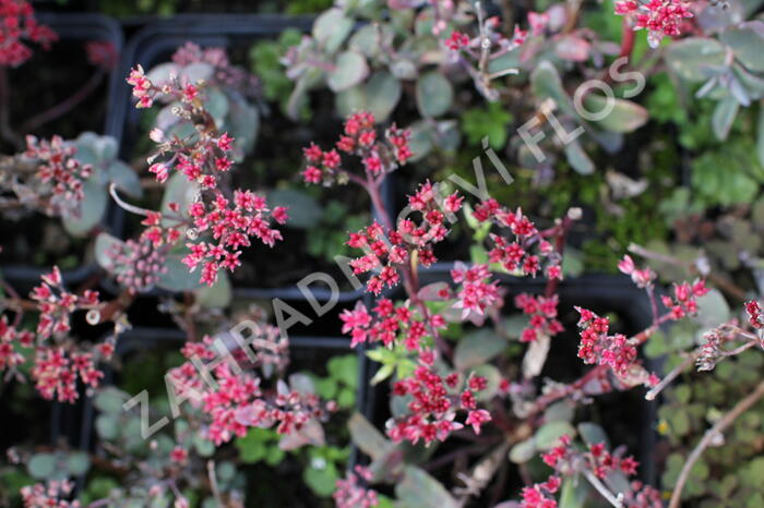 Rozchodník nachový 'Merida' - Sedum telephium 'Merida'