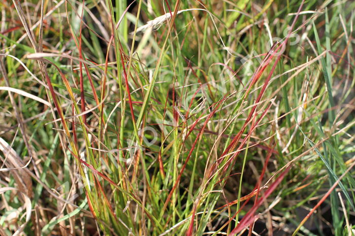 Dochan psárkovitý 'Burgundy Bunny' - Pennisetum alopecuroides 'Burgundy Bunny'