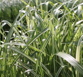 Ozdobnice čínská 'Cabaret' - Miscanthus sinensis 'Cabaret'