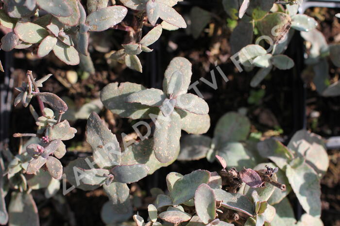 Rozchodník nachový 'Xenox Rainbow' - Sedum telephium 'Xenox Rainbow'