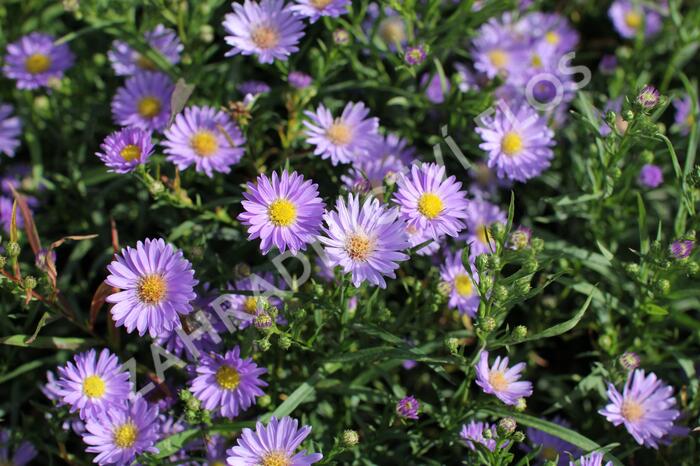 Hvězdnice vřesovcová 'Blue Wonder' - Aster ericoides 'Blue Wonder'