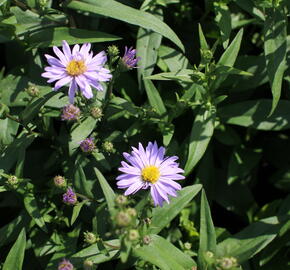 Hvězdnice novobelgická 'Dauerblau' - Aster novi-belgii 'Dauerblau'