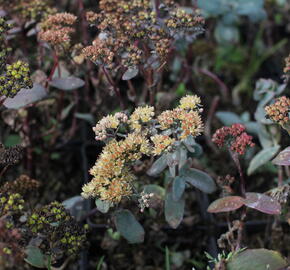 Rozchodník nachový 'Yellow Xenox' - Sedum telephium 'Yellow Xenox'