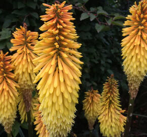 Kleopatřina jehla (mnohokvět) ‘Wrexham Buttercup’ - Kniphofia ‘Wrexham Buttercup’