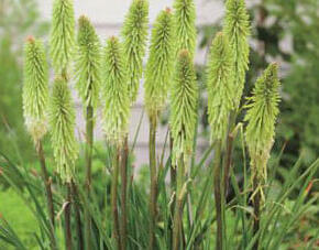 Kleopatřina jehla 'Green Jade' - Kniphofia 'Green Jade'