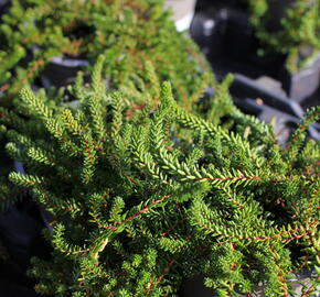 Šicha černá 'Ireland' - Empetrum nigrum 'Ireland'