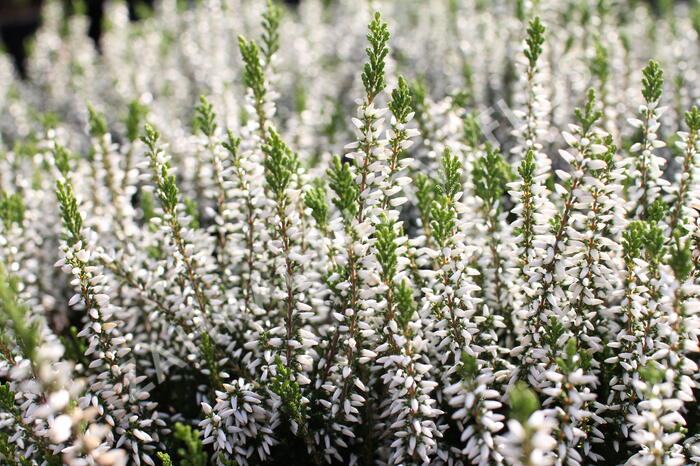 Vřes obecný 'Elisa' (Garden girls®) - Calluna vulgaris 'Elisa' (Garden girls®)