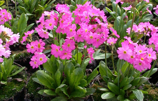 Prvosenka růžová 'Grandiflora' - Primula rosea 'Grandiflora'