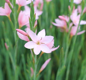 Říční lilie 'Mrs. Hegarty' - Schizostylis coccinea 'Mrs. Hegarty'