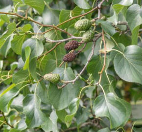 Olše srdčitá - Alnus cordata